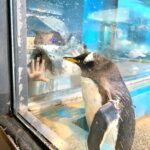 真夏の子連れ長崎旅行!③ペンギン水族館でペンギンと遊び尽くす!