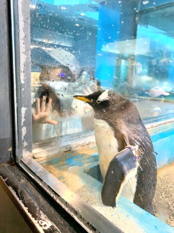 真夏の子連れ長崎旅行！③ペンギン水族館でペンギンと遊び尽くす！