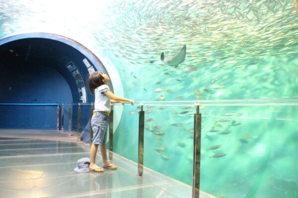【山口】【下関】の誇る【海響館】は、子ども達が色んなお魚に出会える、学べる、めっちゃ楽しい水族館です♪