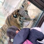 【福岡】【子連れ】ニューフェイス!!【福岡市動物園】でトラのヒューイ君(2歳)に会って来た!!